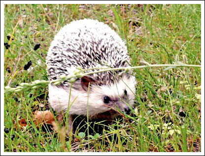 Savannah the Hedgehog