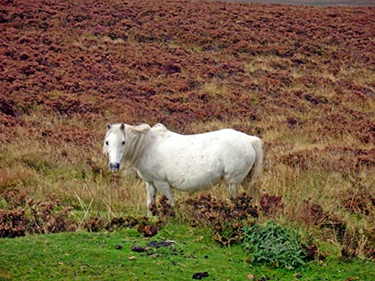 Dartmoor Pony