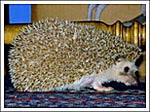 Cinnabon, the Hedgehog