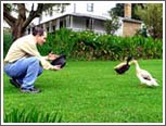 Jim meets a "good luck duck" in New Zealand